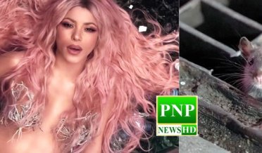 Rat attack on Shakira