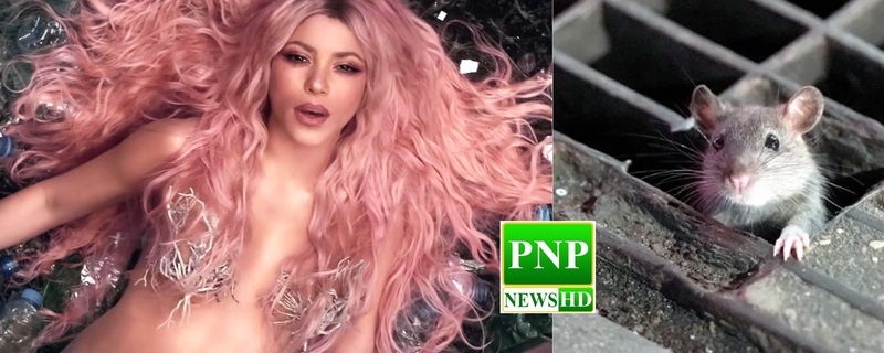 Rat attack on Shakira