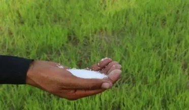 میلسی و نواح میں کھادوں کی عدم دستیابی سے گندم کی پیداوار متاثر، کسان پریشان، دو نمبر مافیا آزاد