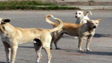 کراچی میں کتوں کے کاٹنے کے واقعات تشویشناک حد تک بڑھ گئے، صرف 5 دن میں 859 افراد زخمی