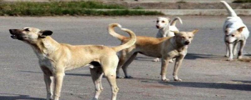 کراچی میں کتوں کے کاٹنے کے واقعات تشویشناک حد تک بڑھ گئے، صرف 5 دن میں 859 افراد زخمی