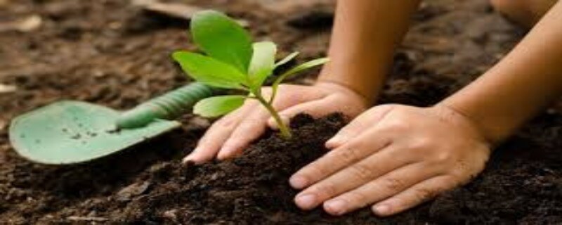 شجرکاری کی رفتار مایوس کن، ماحولیاتی منصوبہ تعطل کا شکار